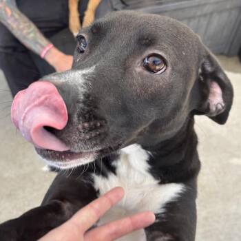 Rescue Carolina Dog Dogs for Adoption in Franklin, North Carolina - Bluejay | PetCurious