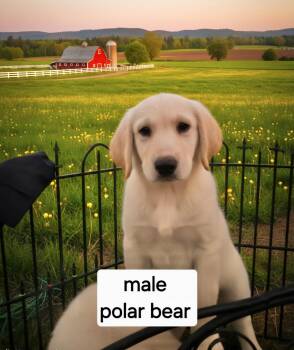 Polar Bear -  Great Dane Dog for Adoption in Manchester, Connecticut - Polar Bear | PetCurious