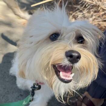 PEARL -  Shih Tzu and Maltese Dog for Adoption in Richmond, California - PEARL | PetCurious
