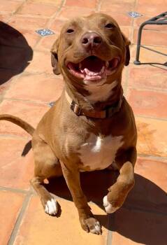 American Staffordshire Terrier and Pit Bull Terrier Dogs Available for Adoption in Dana Point, California - Woody | PetCurious