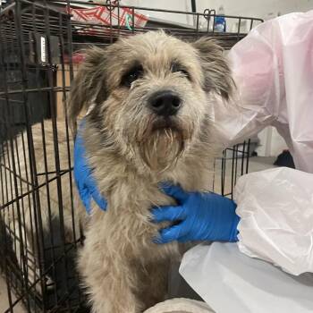 Benny -  Terrier Dog Available for Adoption in Edinburg, Texas - Benny | PetCurious