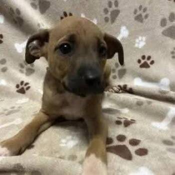 Tripp -  Pit Bull Terrier Dog for Adoption - Tripp | PetCurious