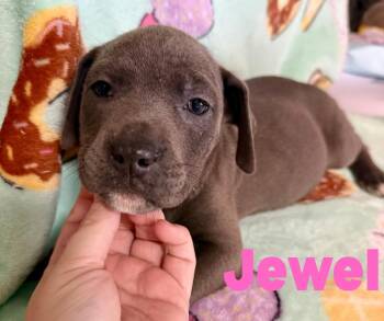 Rescue Pit Bull Terrier Dogs for Adoption in Shalimar, Florida - Jewel | PetCurious