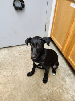 Rescue Shepherd and Mixed Breed Dogs for Adoption in Lockhart, Texas - Ice | PetCurious