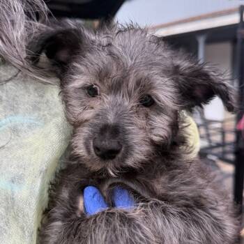 Rescue Mixed Breed Dogs for Adoption in Redwood Valley, California - Shiloh | PetCurious