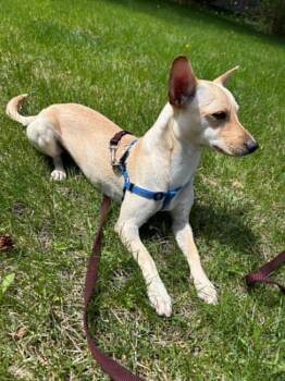 Chihuahua Dogs Available for Adoption in Didsbury, Alberta - Amber | PetCurious