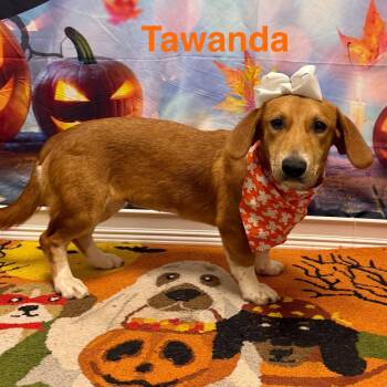 Tawanda CS -  Basset Hound and Beagle Dog for Adoption in Columbia, Maryland - Tawanda CS | PetCurious
