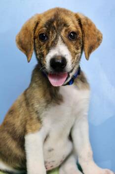 Sausage Dark Blue -  Mixed Breed Dog for Adoption in Morgantown, Kentucky - Sausage Dark Blue | PetCurious
