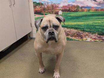 A552134 -  American Bulldog and Mixed Breed Dog for Adoption in Moreno Valley, California - A552134 | PetCurious