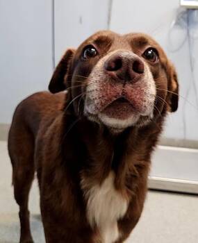 Doug -  Chocolate Labrador Retriever Dog for Adoption in Bloomington, Indiana - Doug | PetCurious