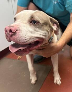 Pit Bull Terrier Dogs Available for Adoption in Salisbury, Maryland - Giraffe | PetCurious