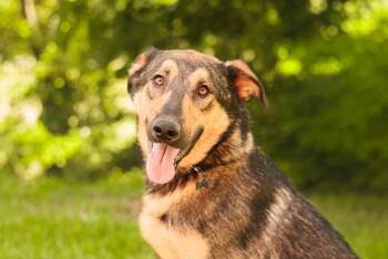 German Shepherd Dog and Mixed Breed Dogs Available for Adoption in Gradyville, Kentucky - Ash- Transport | PetCurious