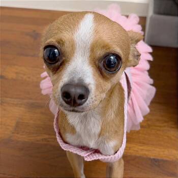 Minnie Cooper -  Chihuahua Dog for Adoption in Tampa, Florida - Minnie Cooper | PetCurious