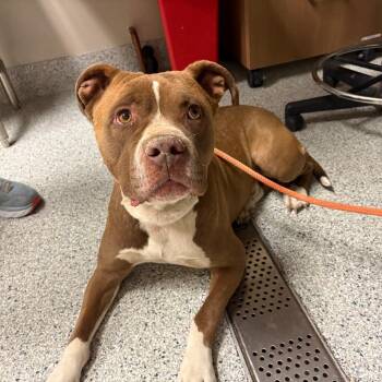 Sniper -  Pit Bull Terrier and Boxer Dog for Adoption in Reno, Nevada - Sniper | PetCurious