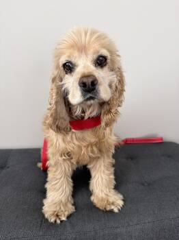 Cocker Spaniel Dogs Available for Adoption in Los Angeles, California - Dean | PetCurious