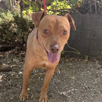 Chicharron 3378 -  Terrier and Mixed Breed Dog for Adoption in Loxahatchee Groves, Florida - Chicharron 3378 | PetCurious