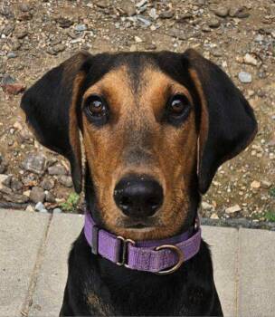 Rescue Hound Dogs for Adoption in Washington, District Of Columbia - Pup Arlo | PetCurious