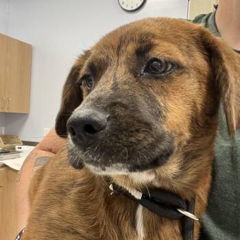 Beth -  Hound and Pit Bull Terrier Dog for Adoption in Madisonville, Tennessee - Beth | PetCurious