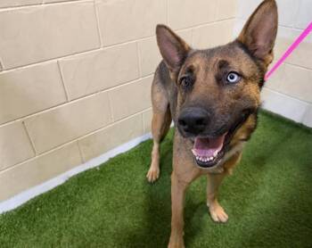 German Shepherd Dog and Mixed Breed Dogs Available for Adoption in Winter Haven, Florida - LILY | PetCurious