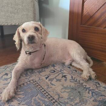 Cockapoo Dogs Available for Adoption in Waterford, New Jersey - SHANE | PetCurious