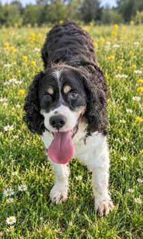 Remington -  English Springer Spaniel Dog for Adoption in St. Augustine, Florida - Remington | PetCurious
