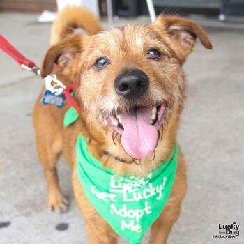 Zeke -  Cairn Terrier Dog for Adoption in Washington, District Of Columbia - Zeke | PetCurious