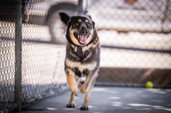 German Shepherd Dog Dogs Available for Adoption in Twentynine Palms, California - Artemis | PetCurious