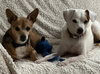Jack and Felix -  Chihuahua and Jack Russell Terrier Dog for Adoption in Brookeville, Maryland - Jack And Felix | PetCurious