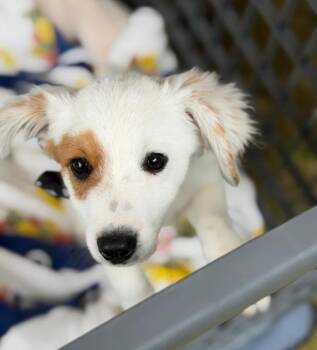 Legend -  Mixed Breed Dog for Adoption in Churchville, New York - Legend | PetCurious