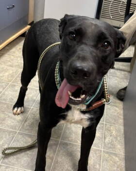 Rescue Hound Dogs for Adoption in Rustburg, Virginia - Windy - At Shelter Available 8/31 | PetCurious