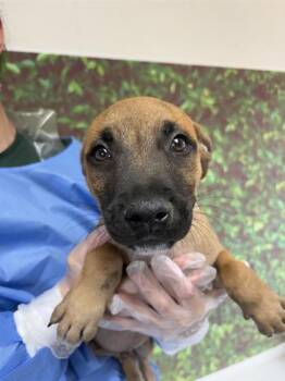 Rescue Labrador Retriever and Mixed Breed Dogs for Adoption in San Antonio, Texas - Marshmallow | PetCurious