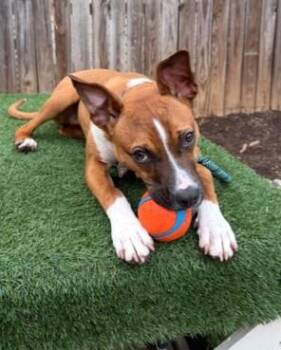 Terrier and Hound Dogs Available for Adoption - Anissa | PetCurious
