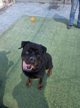 Sumo -  Rottweiler Dog for Adoption in Fresno, California - Sumo | PetCurious