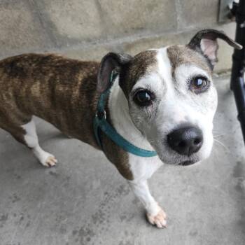 Harley -  Whippet and Terrier Dog for Adoption in Clearwater, Florida - Harley | PetCurious