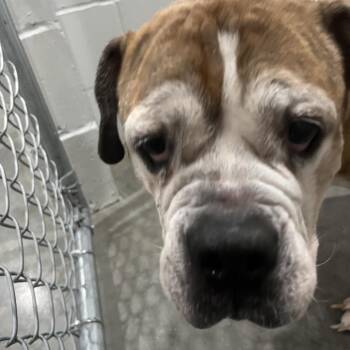 Sheba Queen -  English Bulldog Dog for Adoption in Richmond Hill, Georgia - Sheba Queen | PetCurious