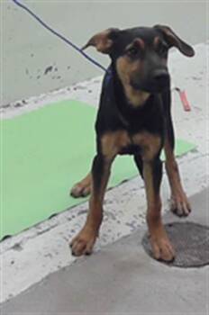 A2083338 -  German Shepherd Dog Dog for Adoption in Houston, Texas - A2083338 | PetCurious