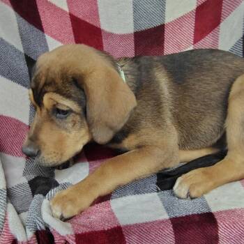 Newfoundland Dog and Rottweiler Dogs Available for Adoption in Coos Bay, Oregon - Puppy 2 / Luna | PetCurious