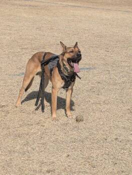 Copper -  German Shepherd Dog Dog for Adoption in Yarnell, Arizona - Copper | PetCurious