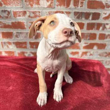 Ripley -  Pit Bull Terrier Dog for Adoption in Atlanta, Texas - Ripley | PetCurious