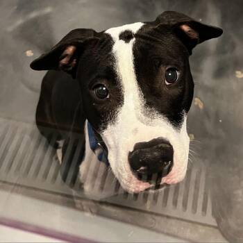 Rescue Pit Bull Terrier Dogs for Adoption in Las Vegas, Nevada - Hopscotch | PetCurious