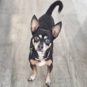 Marco -  Miniature Pinscher and Chihuahua Dog for Adoption in Fairfield, Connecticut - Marco | PetCurious