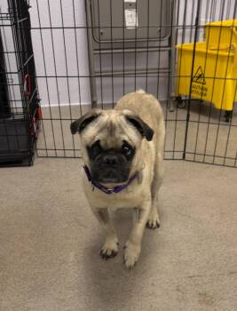 Pug Dogs Available for Adoption - Archer | PetCurious