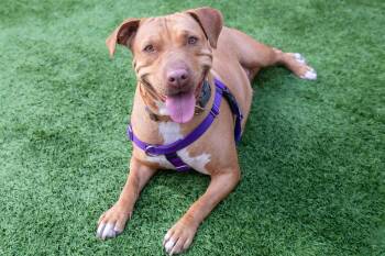 Pit Bull Terrier Dogs Available for Adoption in Burlingame, California - Eleni | PetCurious