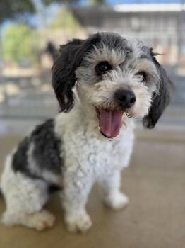 Boots -  Poodle Dog for Adoption in Littlerock, California - Boots | PetCurious