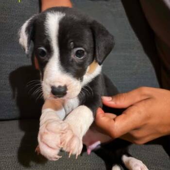 Elmer Fudd -  Mixed Breed Dog for Adoption in Fredericksburg, Virginia - Elmer Fudd | PetCurious