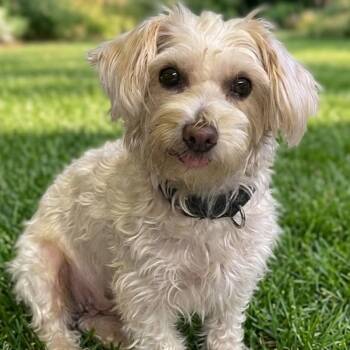 Azalea 5400 -  Maltese Dog for Adoption in Boca Raton, Florida - Azalea 5400 | PetCurious