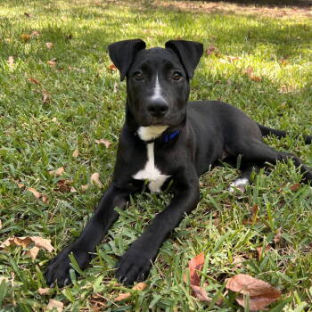 Rescue Black Labrador Retriever Dogs for Adoption in Dallas, Texas - Allie (New Digs) | PetCurious