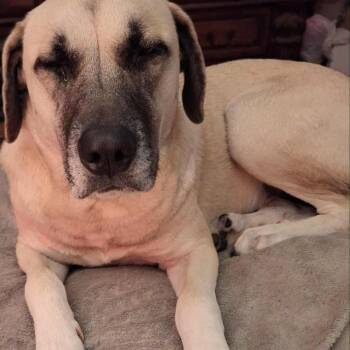 Anatolian Shepherd Dogs Available for Adoption in Cumming, Georgia - Sadie Mae  | PetCurious