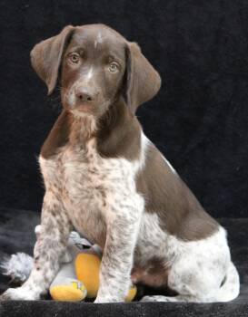 Coal -  German Shorthaired Pointer Dog for Adoption in Portage, Wisconsin - Coal | PetCurious