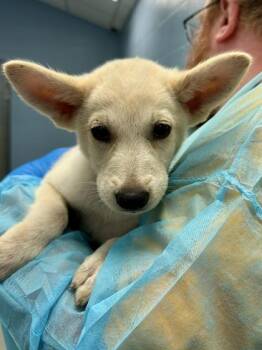 Ophelia -  Mixed Breed Dog for Adoption in Wichita, Kansas - Ophelia | PetCurious